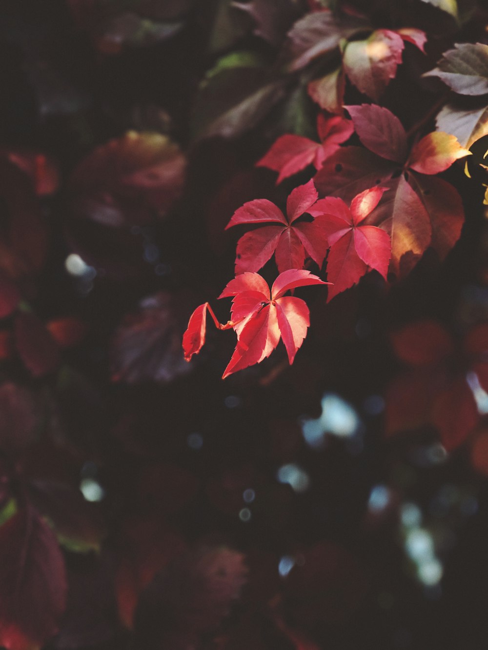 feuilles rouges dans une prise de vue peu profonde