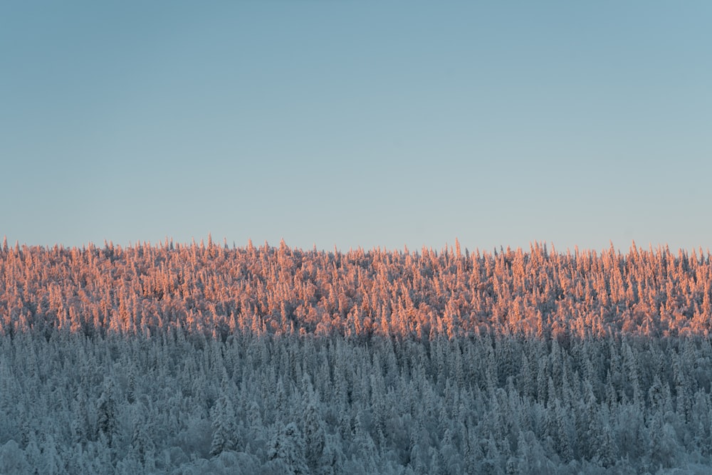 landscape shot of trees during daytime