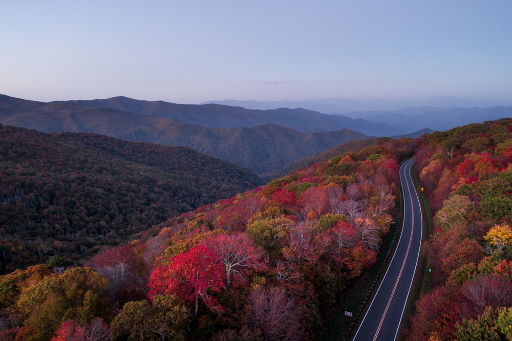 Carretera de hormigón rodeada de árboles