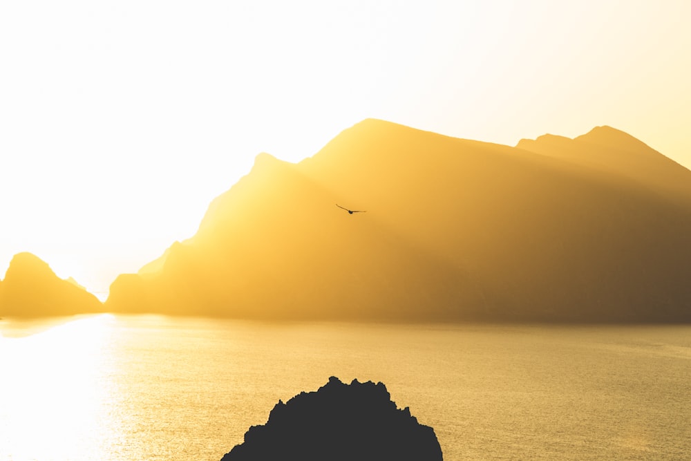 golden hour photography of bird flying above water