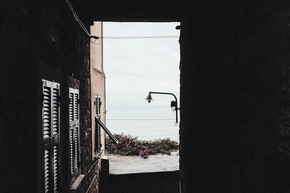 foto da porta aberta perto de flores de pétalas cor-de-rosa