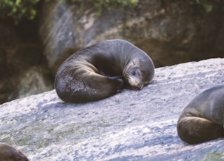 seal sleeping