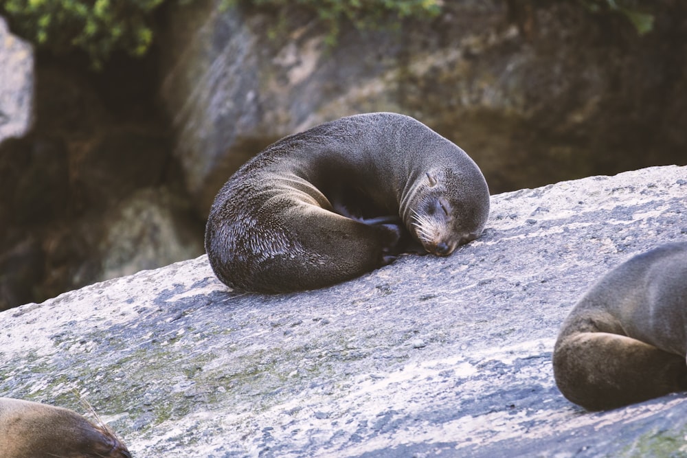 seal sleeping