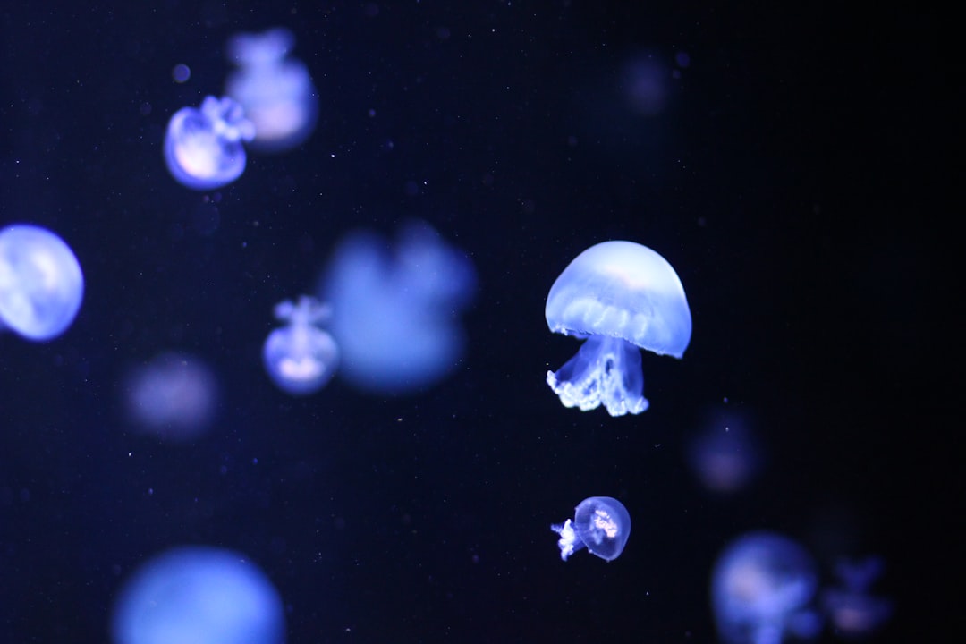 jellyfish