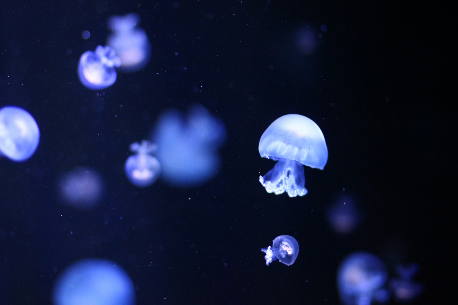 Canon EOS 550D (EOS Rebel T2i / EOS Kiss X4) + Canon EF 85mm F1.8 USM sample photo. Jelly fish under the photography