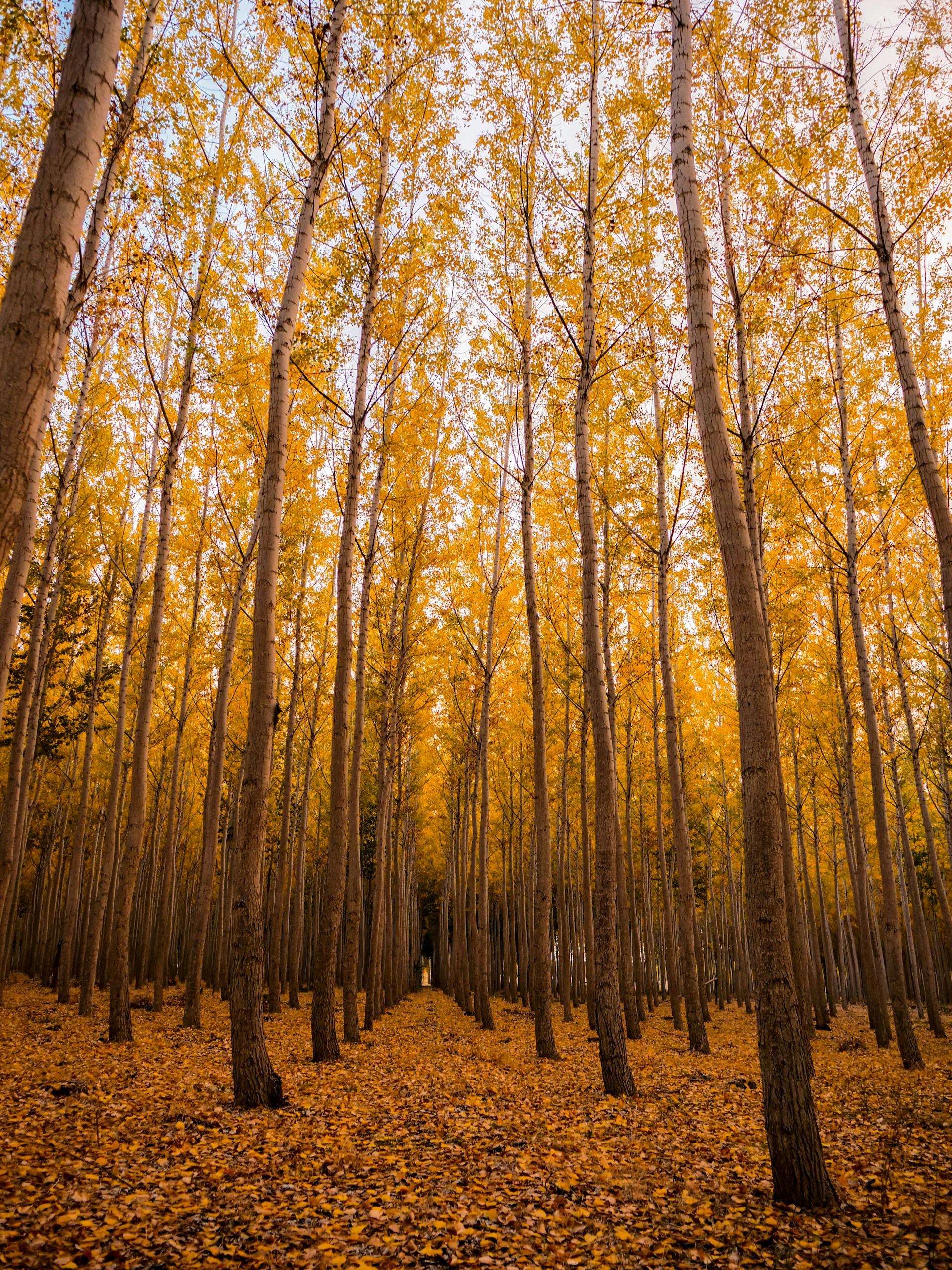 low angle of forest at daytime