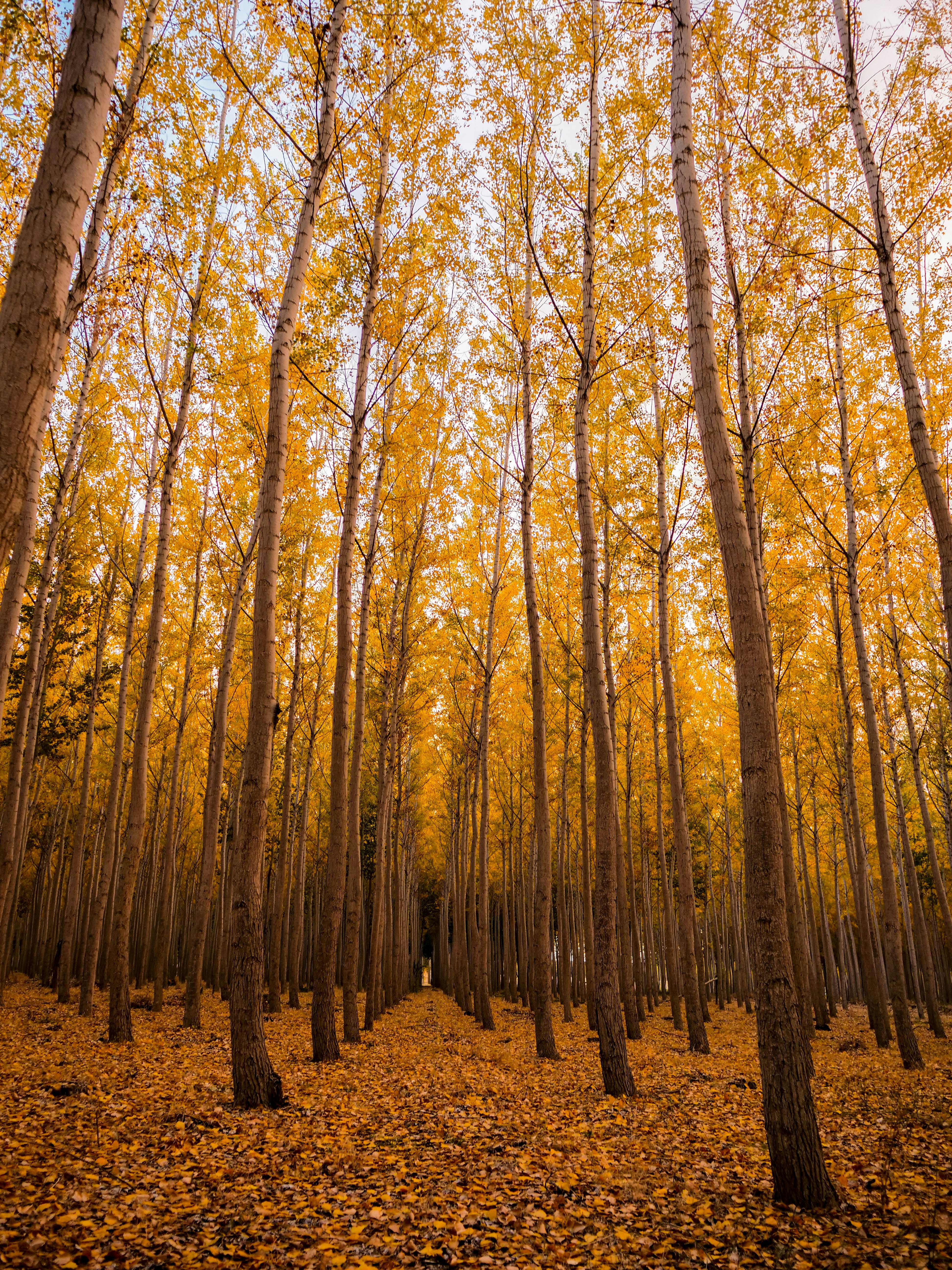 Path of Beauty