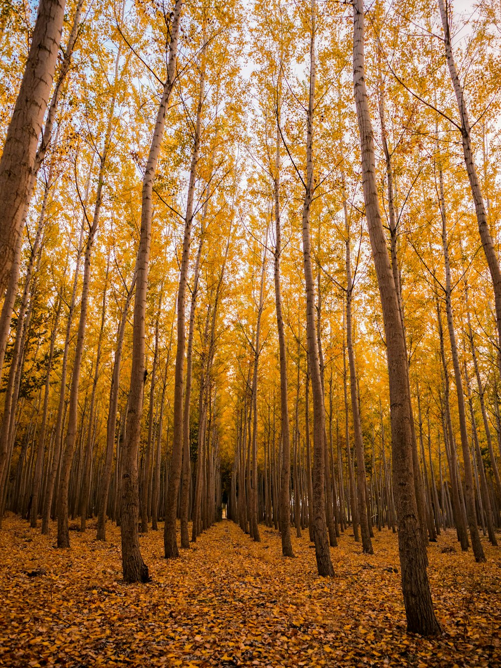 low angle of forest at daytime