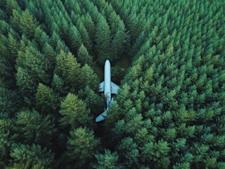 An aerial view of a dense forest with tall green trees surrounding a large airplane. The plane appears to be nestled among the trees, creating an intriguing contrast between nature and technology.