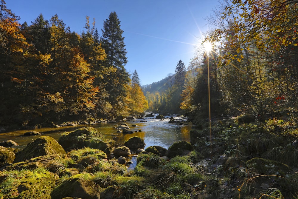 la lumière du soleil à travers l’arbre