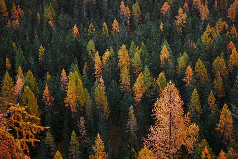 aerial view photography of forest