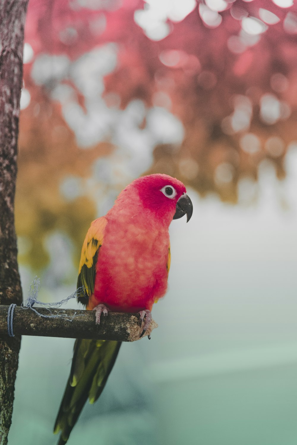 빨간색과 녹색 앵무새가 나무 줄기에 앉아 있습니다