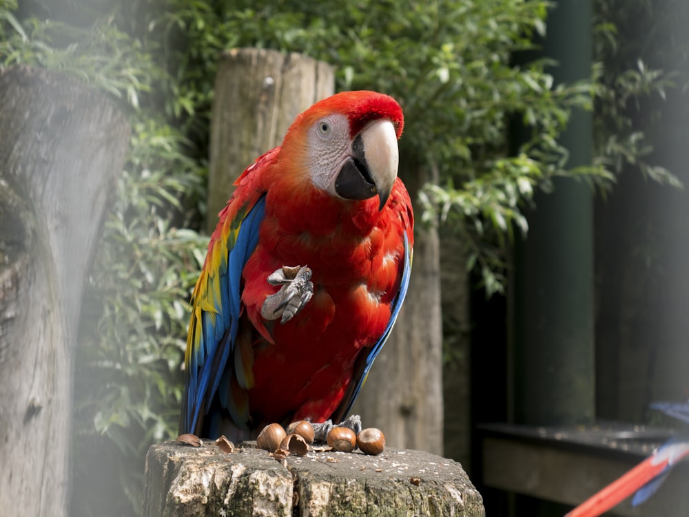 Loro rojo y azul en árbol marrón