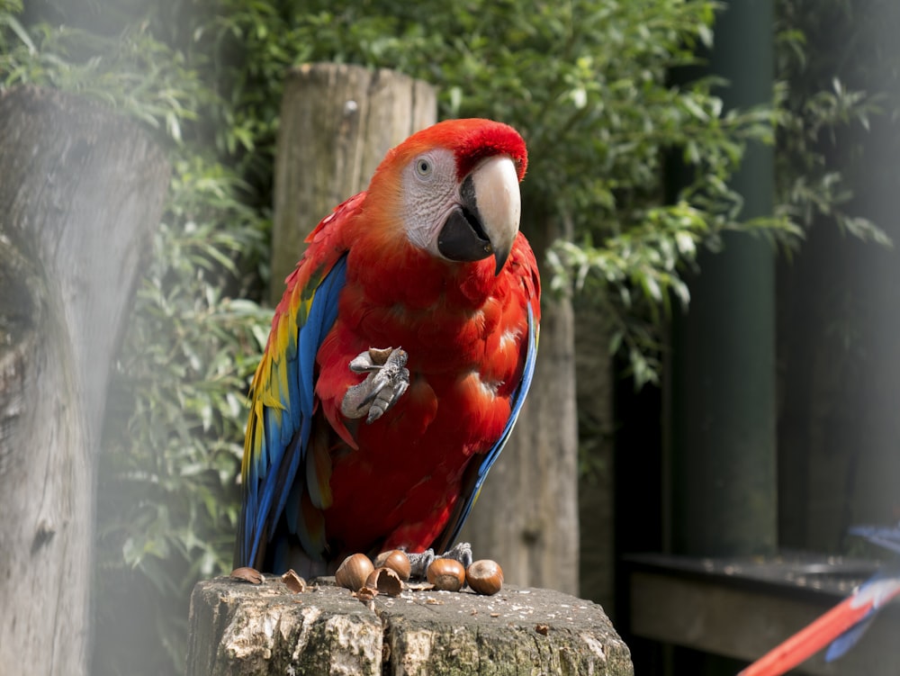 Roter und blauer Papagei auf braunem Baum
