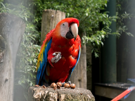 red and blue parrot on brown tree in Rhenen Netherlands