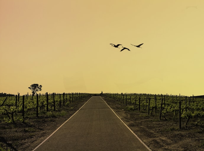 An open road through vineyards at first light
