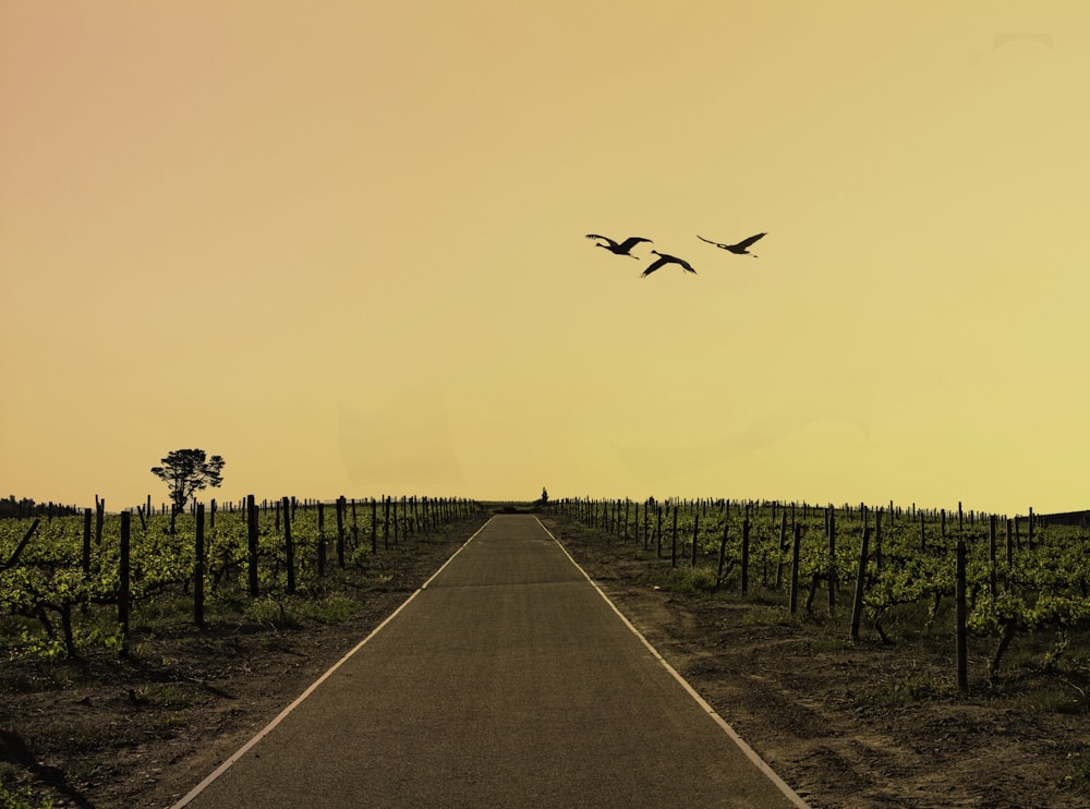 route entourée d’une ferme