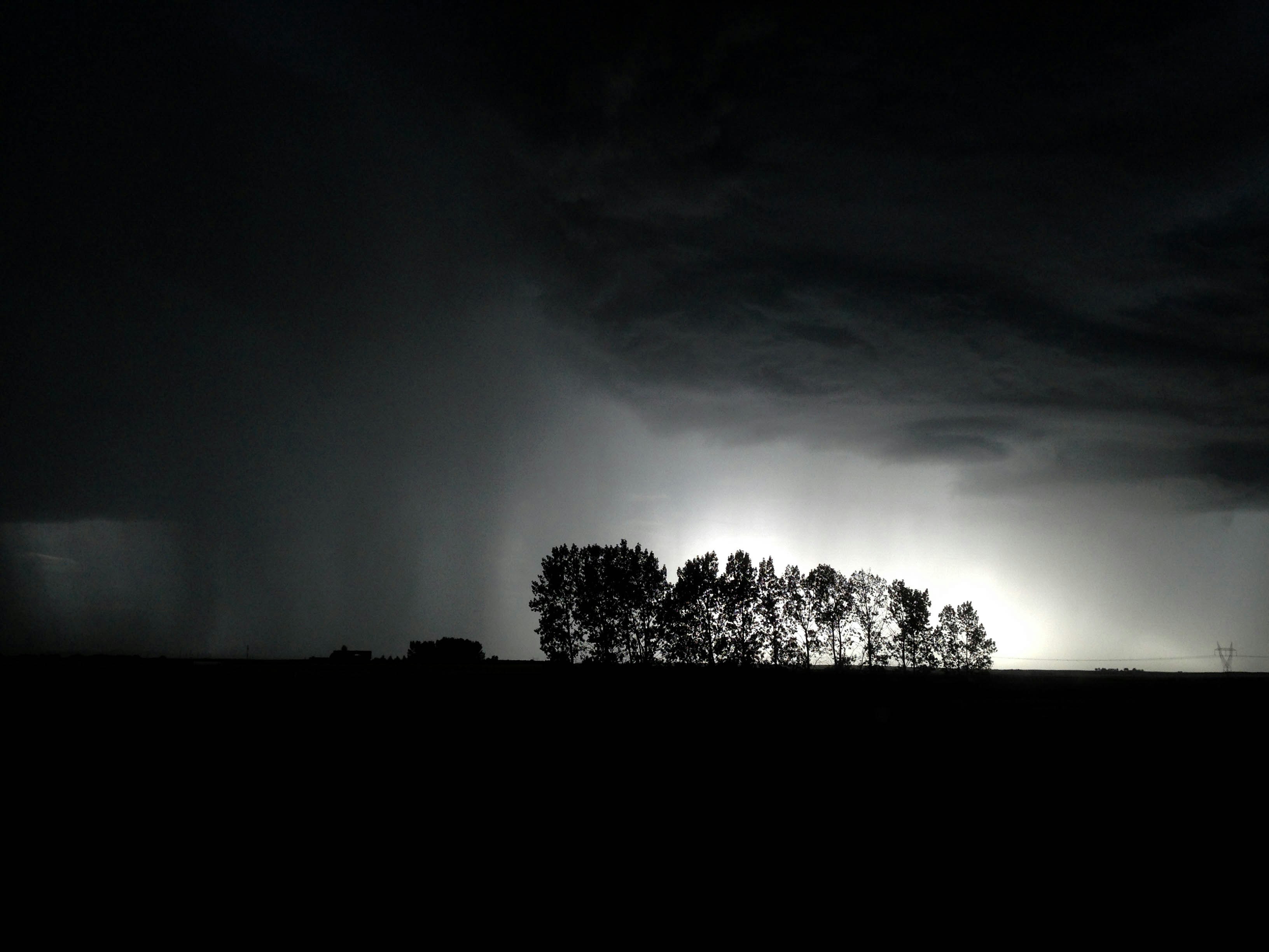 silhouette photo of trees