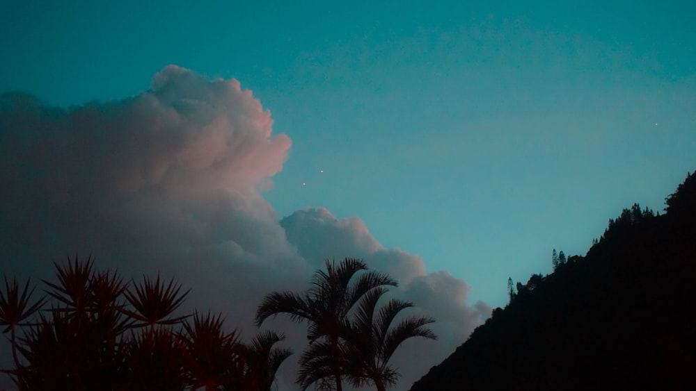 coconut trees under white clouds