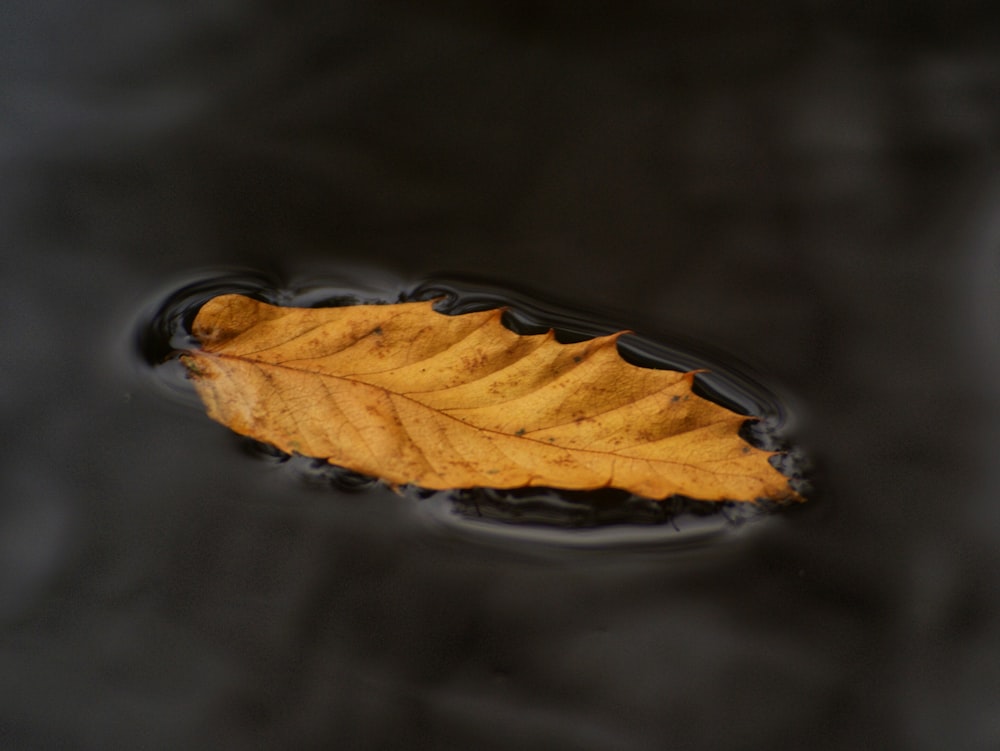 brown leaf on water