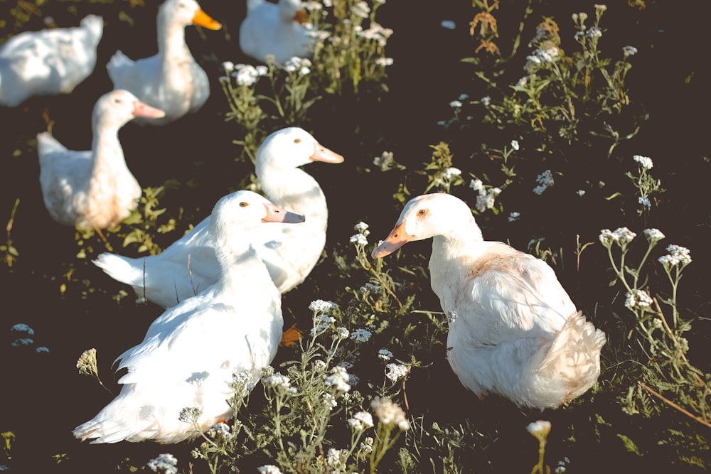Gruppe von Enten auf Gras