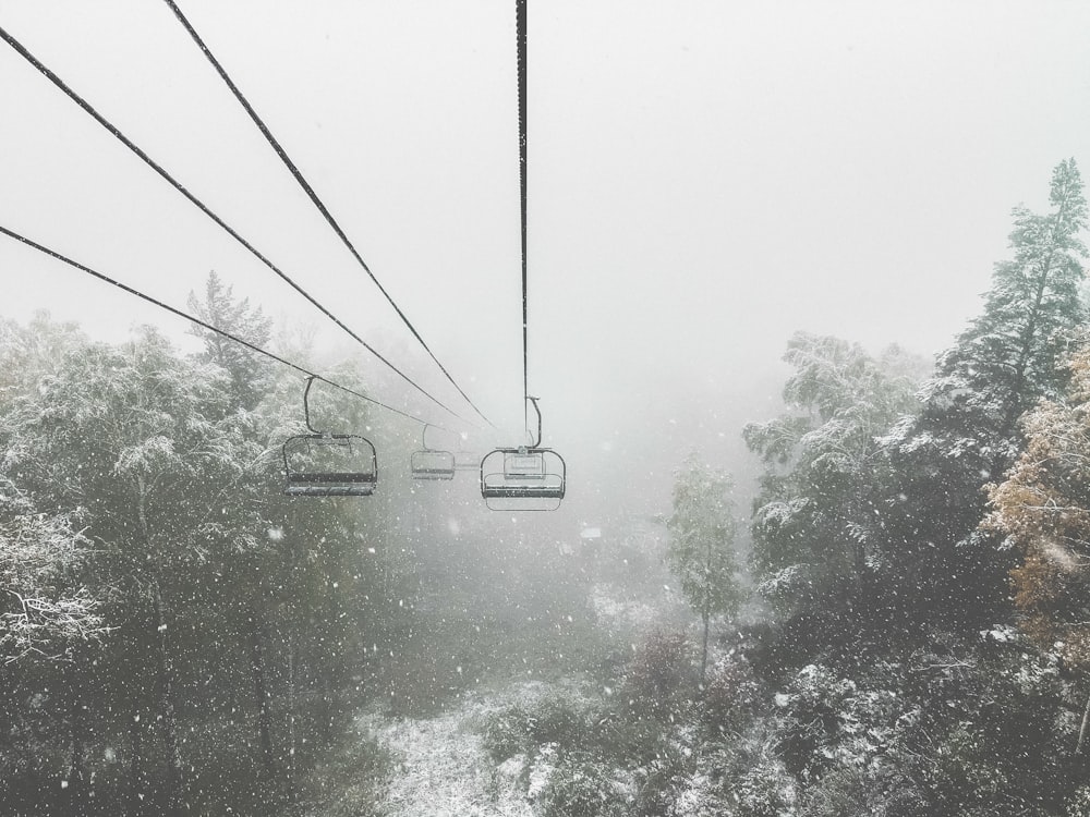 green trees covered with fogs during daytime