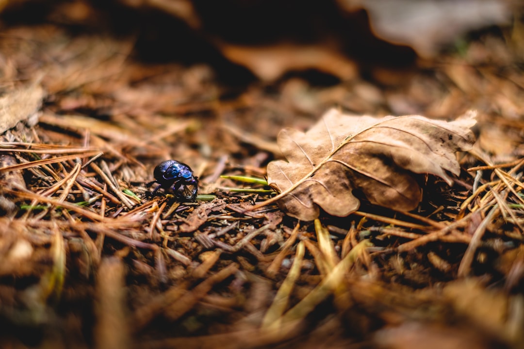 blue bug near brown leaf in tilt photography