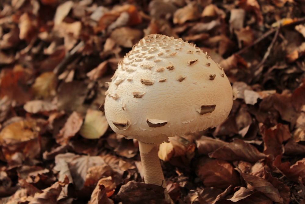 white mushroom on dried leaves