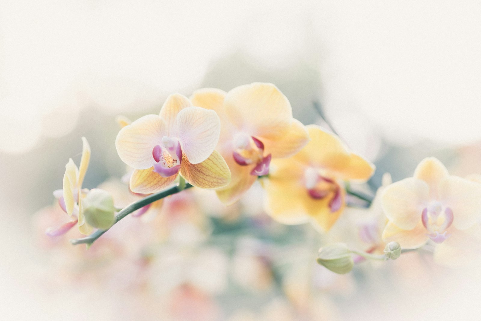 Sony a7R II + Minolta AF 50mm F1.4 [New] sample photo. Yellow and pink petaled photography