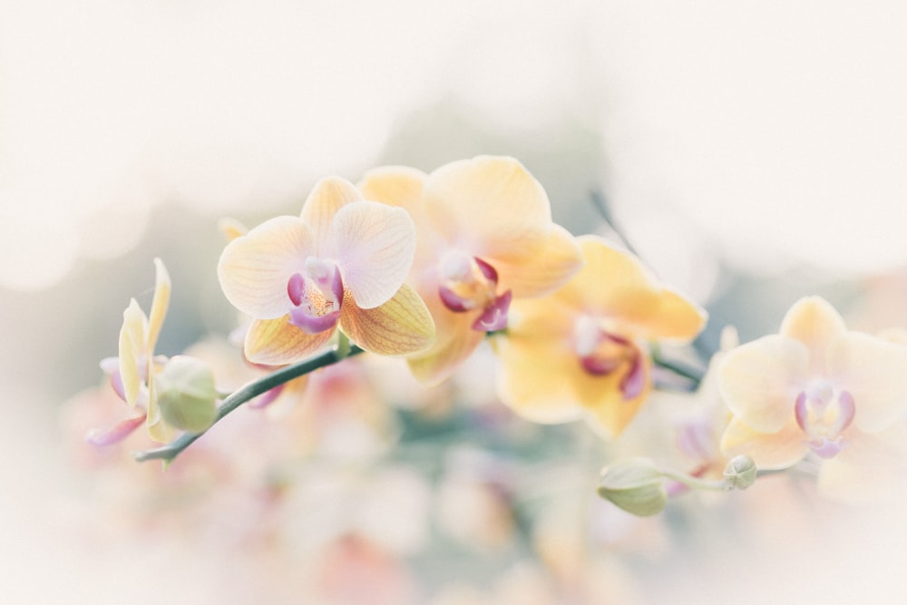 fleur à pétales jaunes et roses