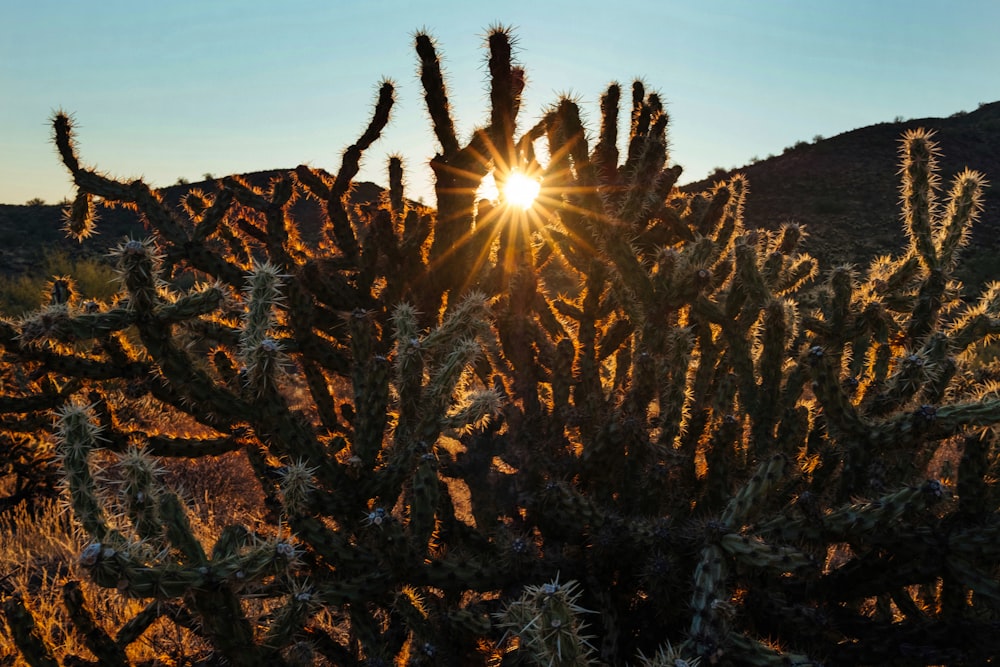 photo of a cactus and sunrise