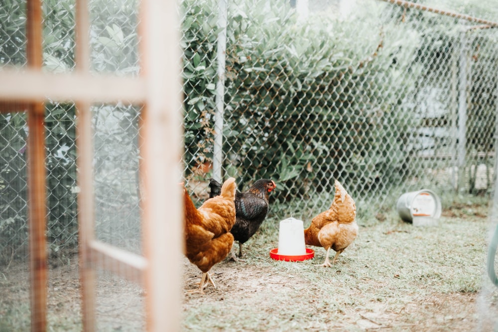 three brown and black hens with gray metal fence at daytime