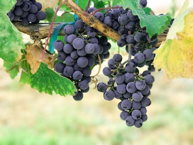 blueberry wine and green leafed plant