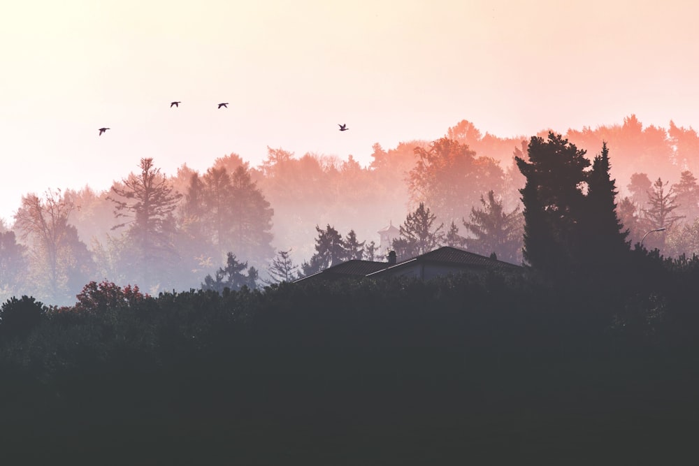 silhouette photograph of forest