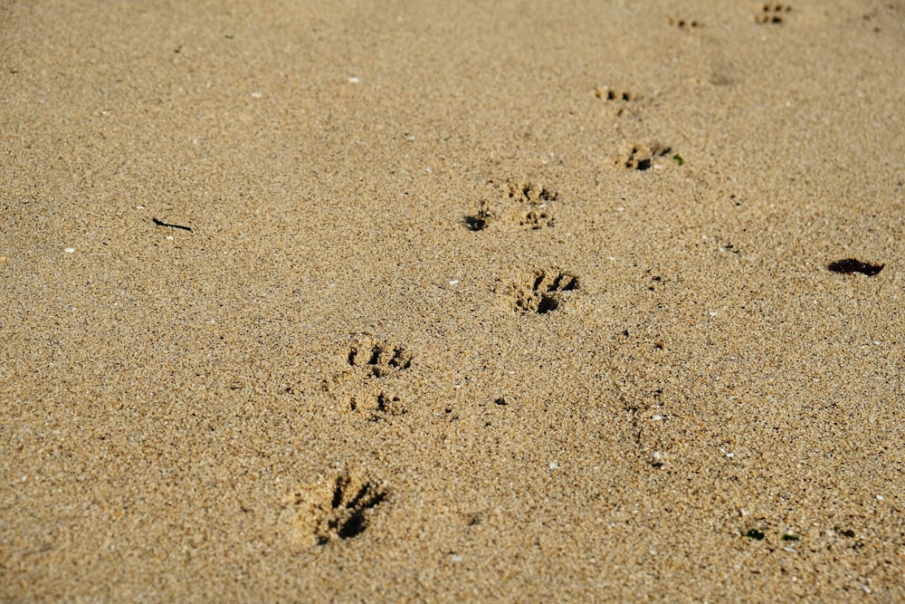 Tierische Fußabdrücke auf braunem Sand