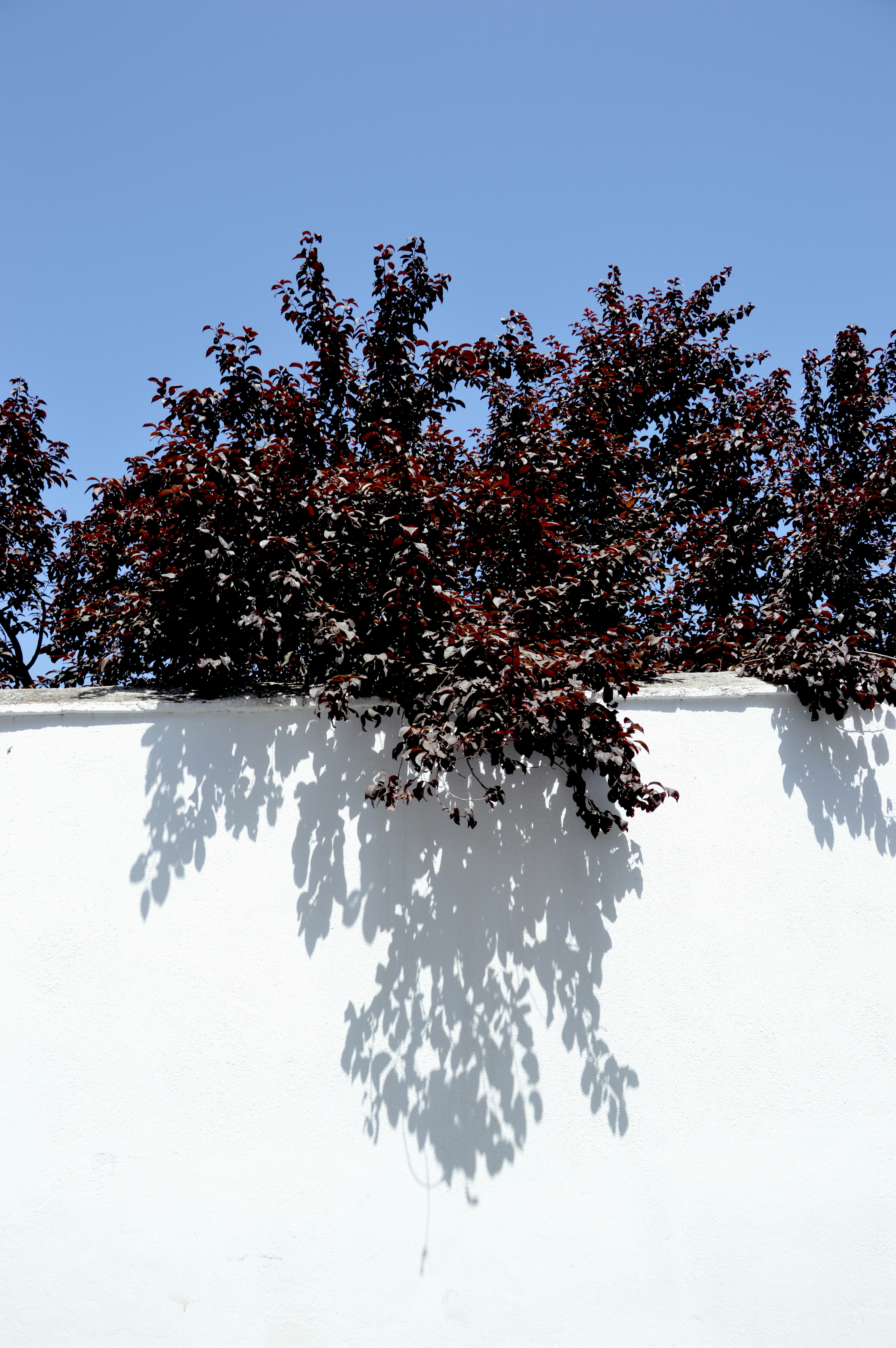 red and brown leafed plant on white wall