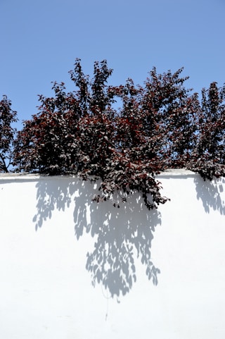 shadows