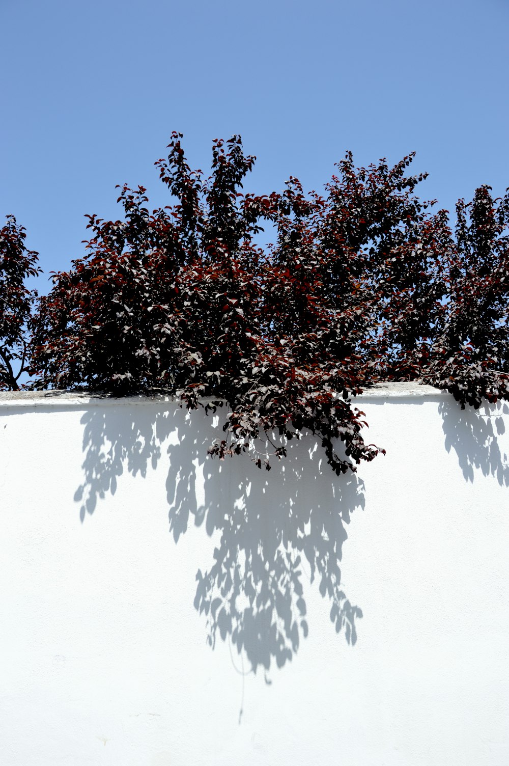 red and brown leafed plant on white wall