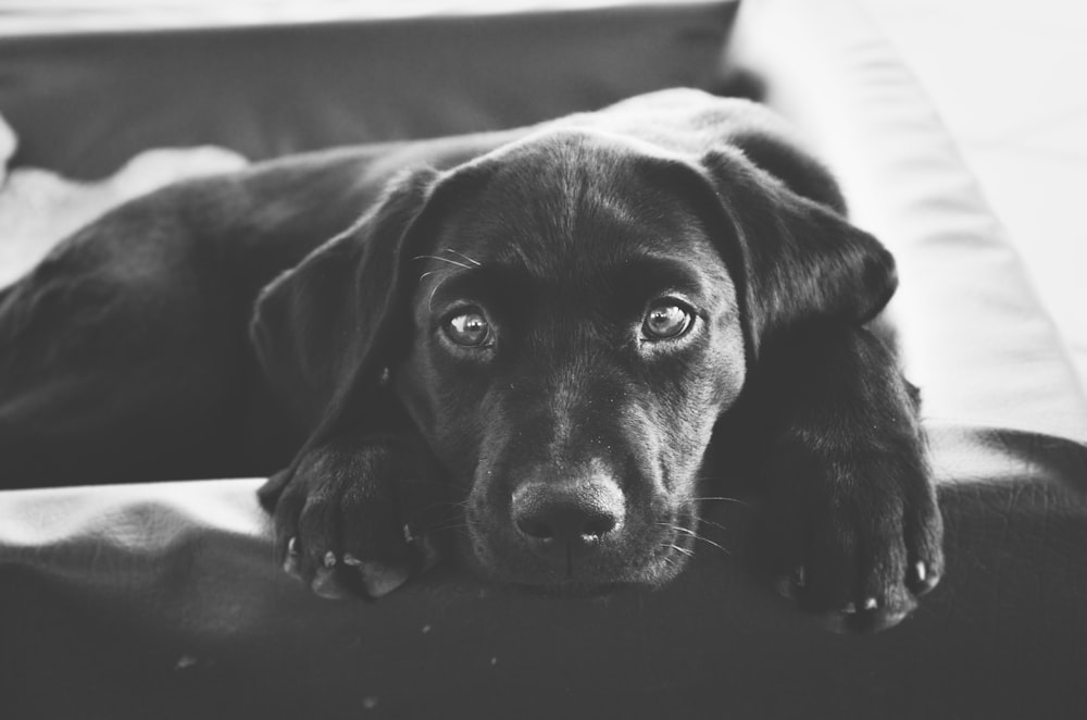 Photographie en niveaux de gris de chien