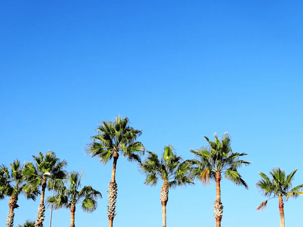 A vibrant row of healthy palm trees basking under the Abu Dhabi sun at the nursery.