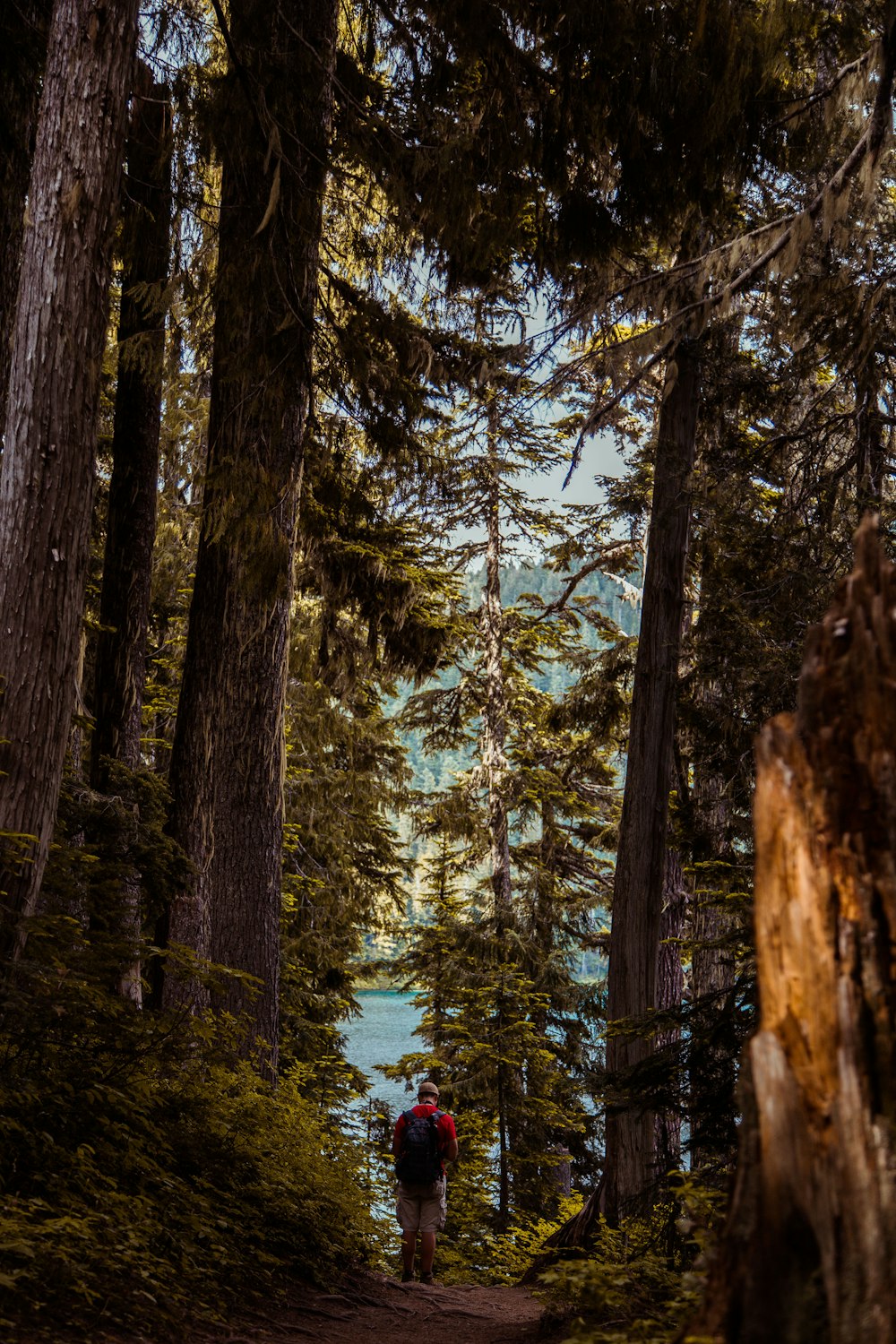 man walking on forest near body of water