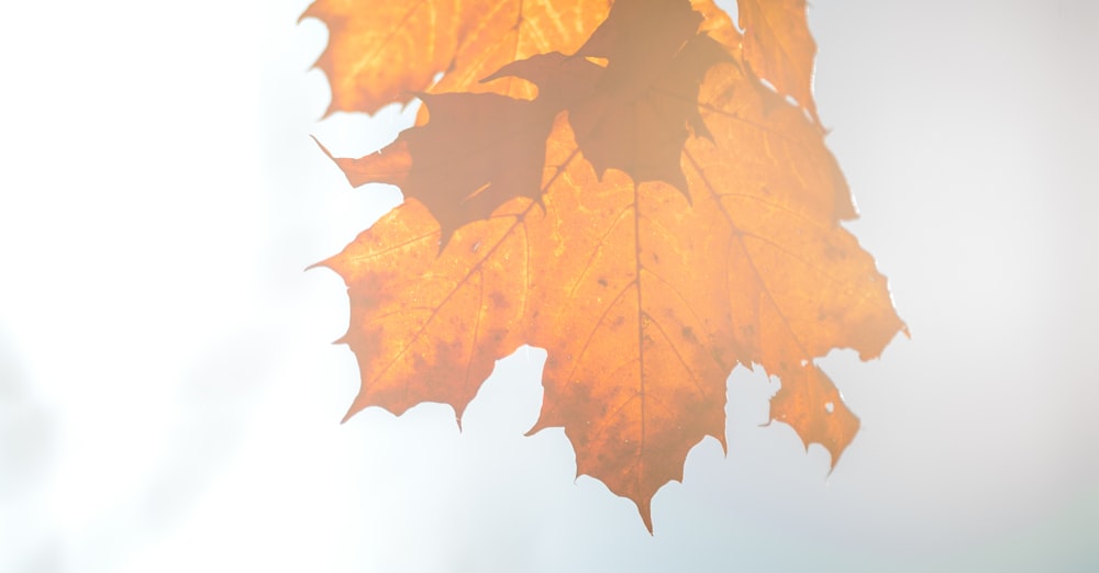 dried maple leaf on white surface