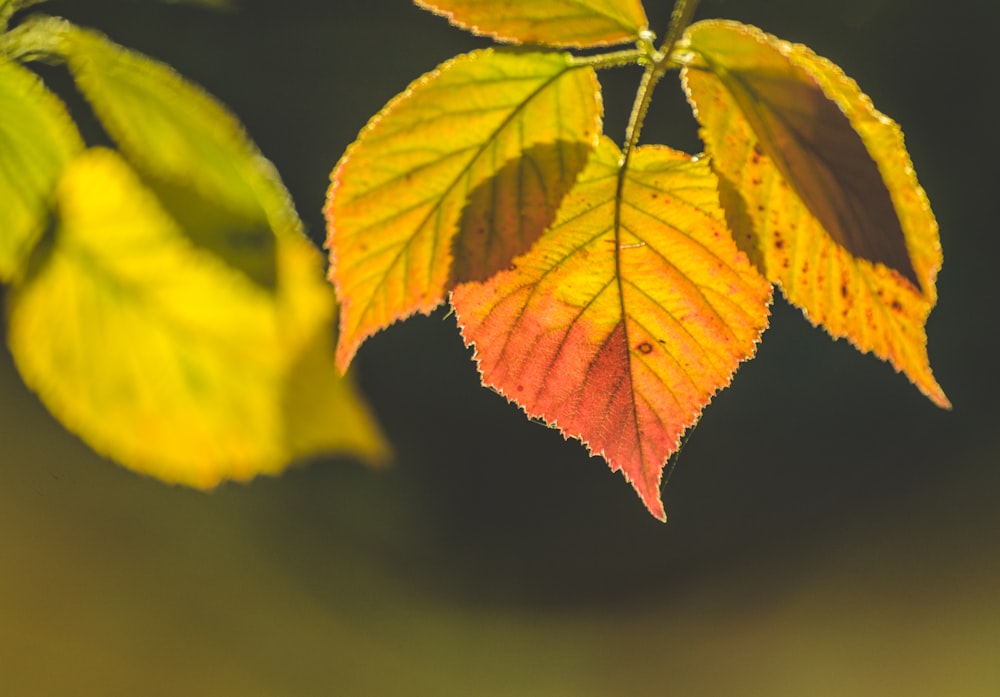 yellow and green leaf in macro shot