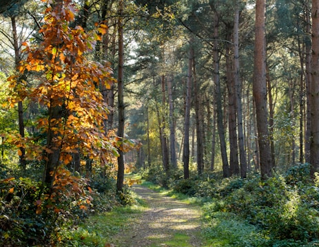 A serene forest scene with a pathway leading through tall trees. Sunlight filters through the leaves, illuminating the path and creating a warm, inviting atmosphere. The foliage displays a rich array of autumn colors, with vibrant oranges and yellows contrasting against the deep greens of the pine trees.