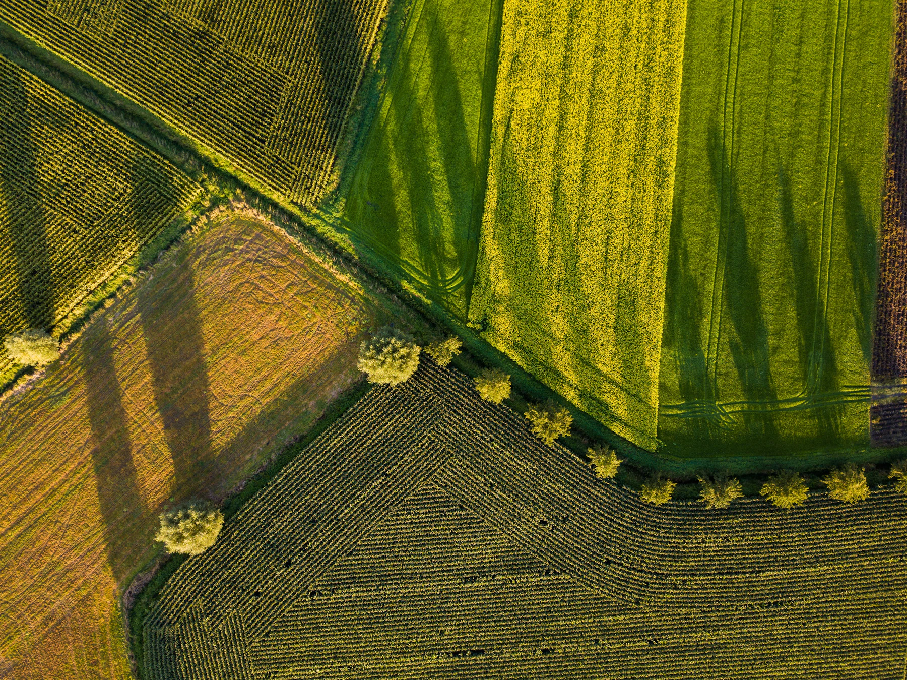 Aerial view of farmland