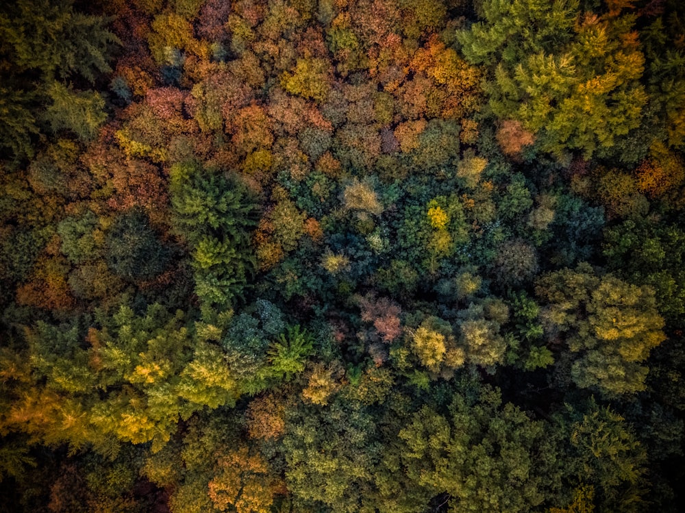 Fotografía aérea de bosques