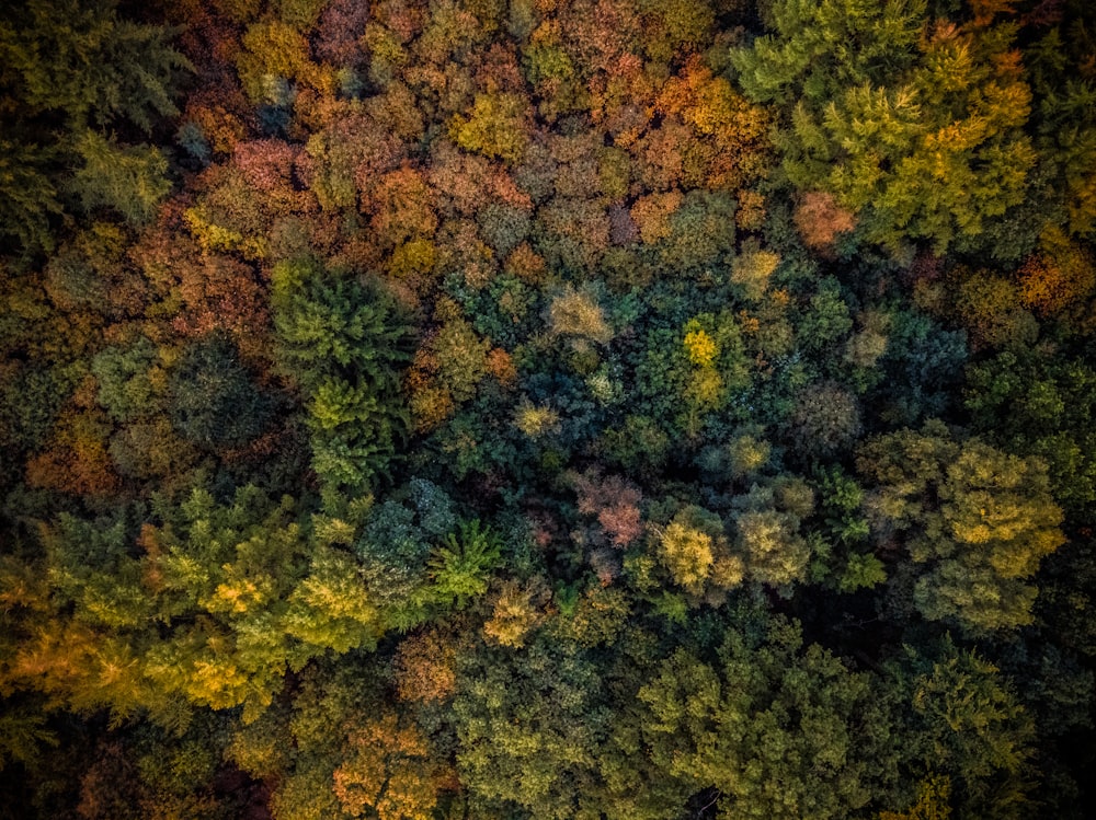 aerial photography of forest