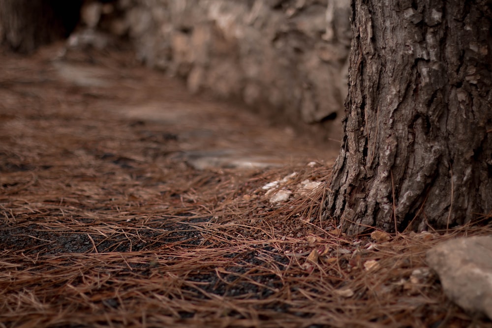fotografia de foco seletivo de tronco de árvore