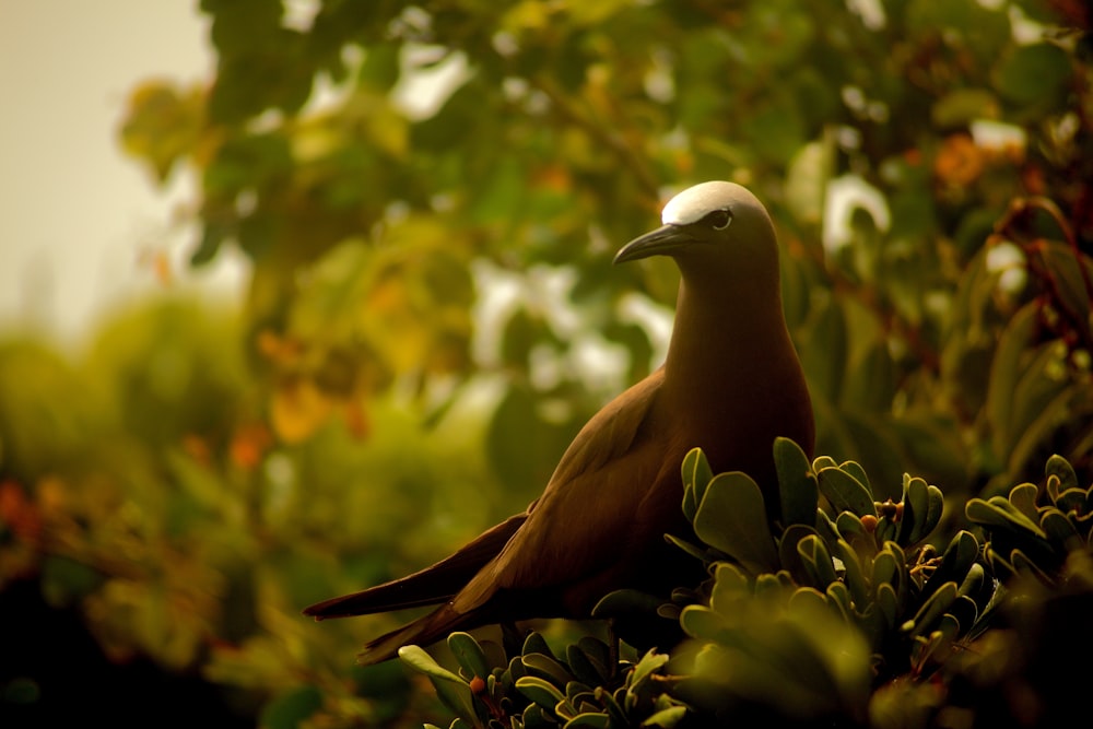 grey bird perched on green leafed plant