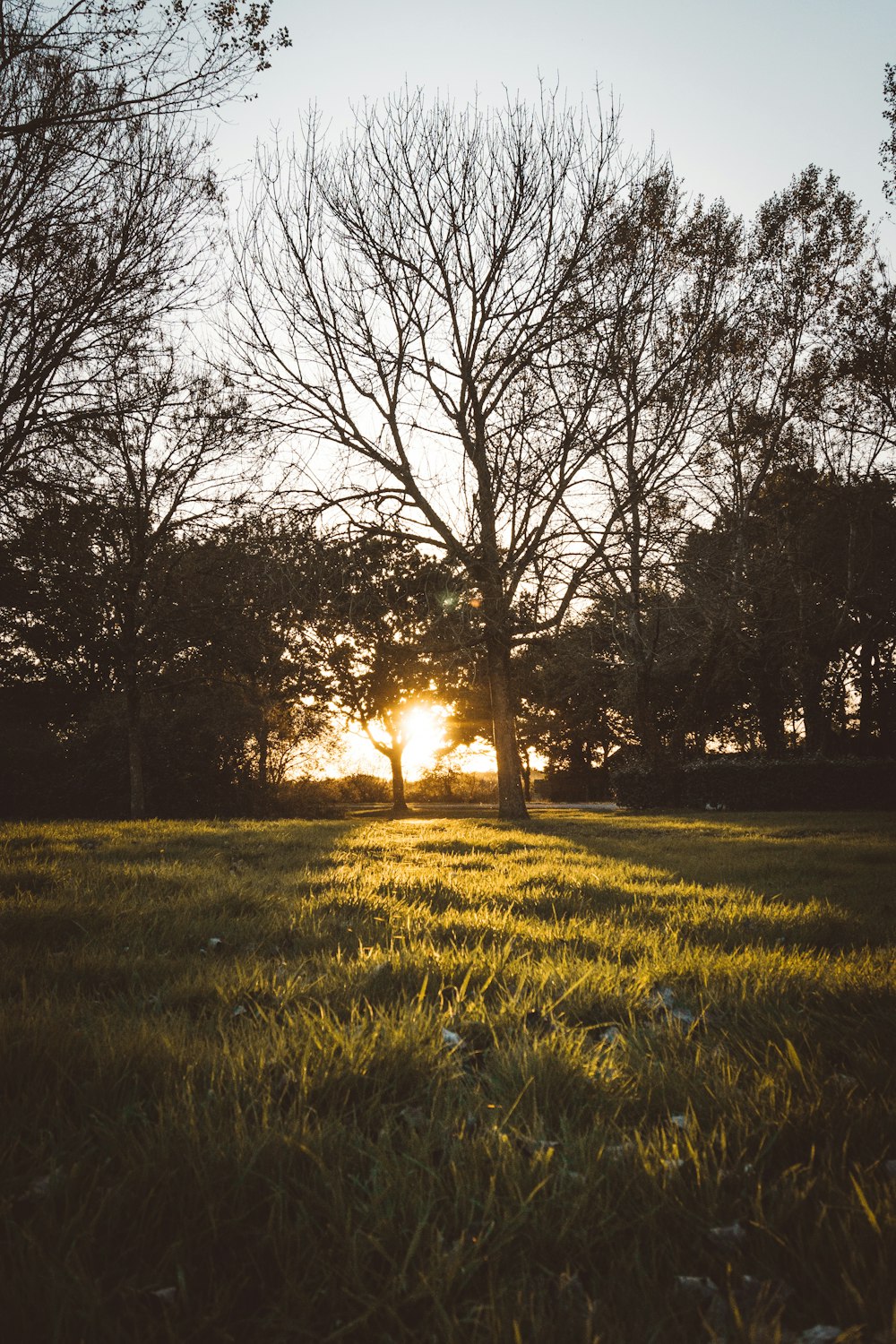 bare tree on green grass